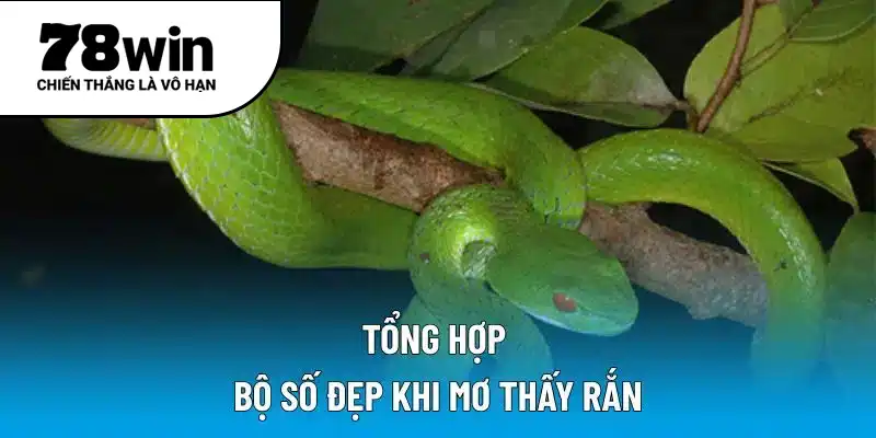 Tổng hợp bộ số đẹp khi Mơ thấy rắn